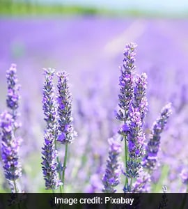 A Purple Revolution Is Brewing In J&K’s Town, Thanks To Lavender Culture