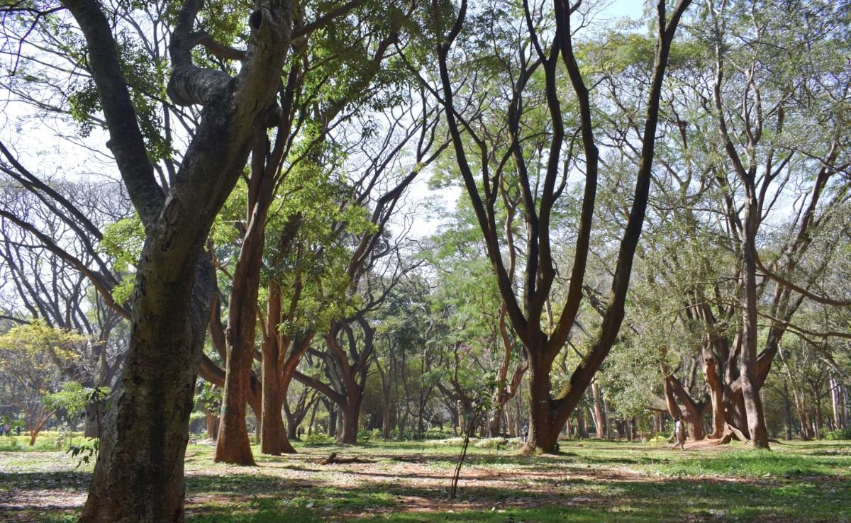 No Baby Shoots, Modelling, Reels: New Restrictions In Bengaluru’s Cubbon Park