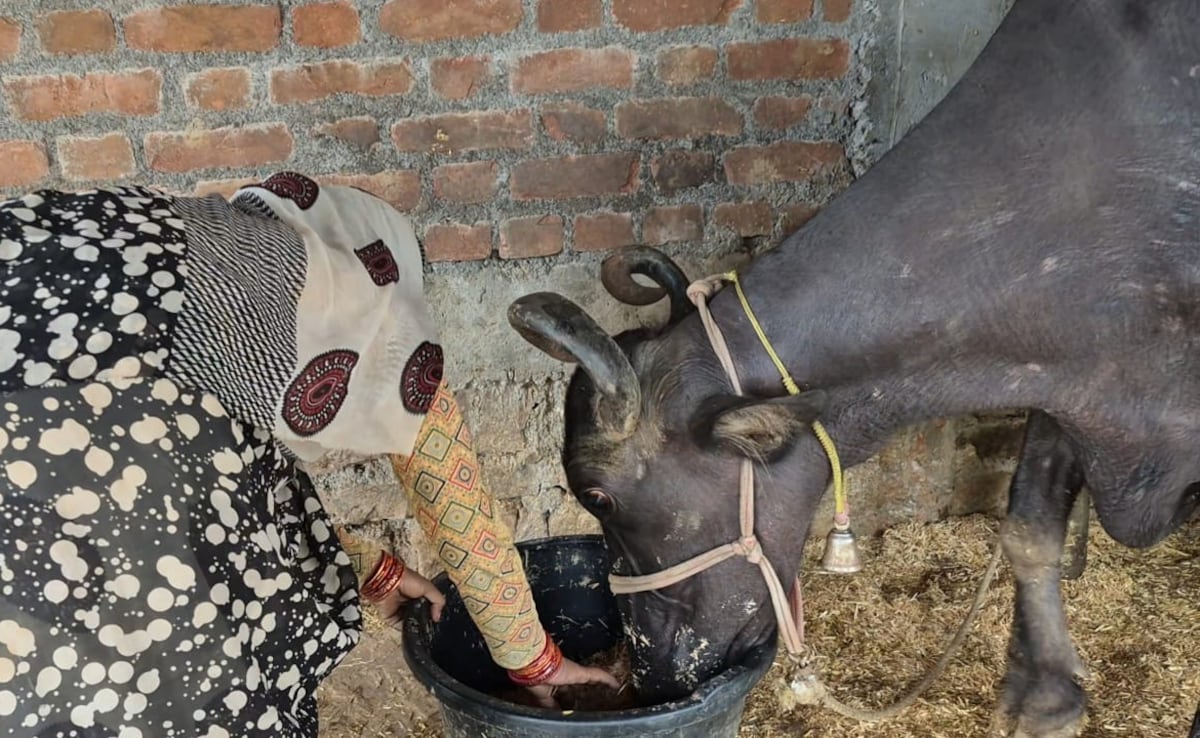 Buffaloes On Paper, Cream In Power: Scheme Meant For Tribals Milks The System
