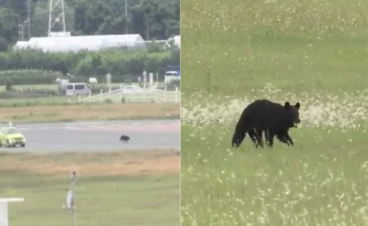 Video: Bear Sprints On Runway At Japan Airport, Causes Flight Cancellations