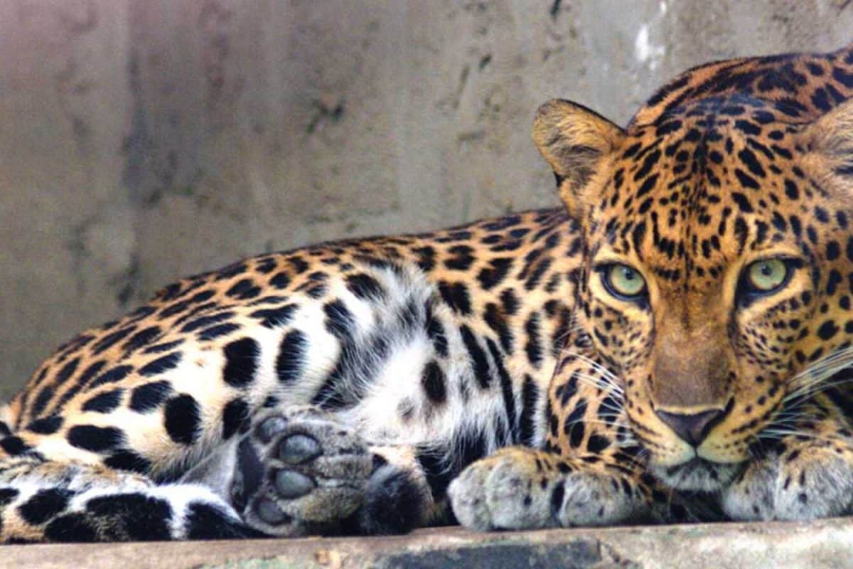 4-Year-Old Girl Attacked By Leopard In Tamil Nadu, Mutilated Remains Found In Forest