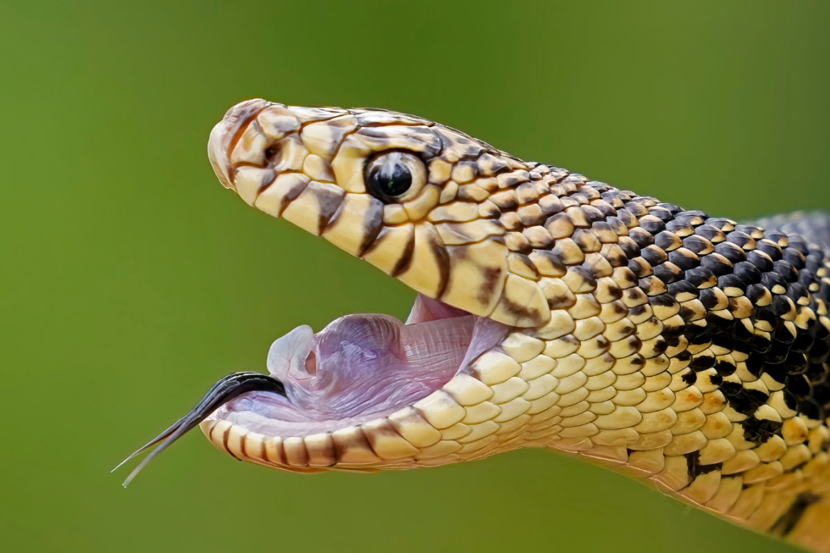 Mumbai Customs Seizes 52 Exotic Reptiles In Major Wildlife Smuggling Bust