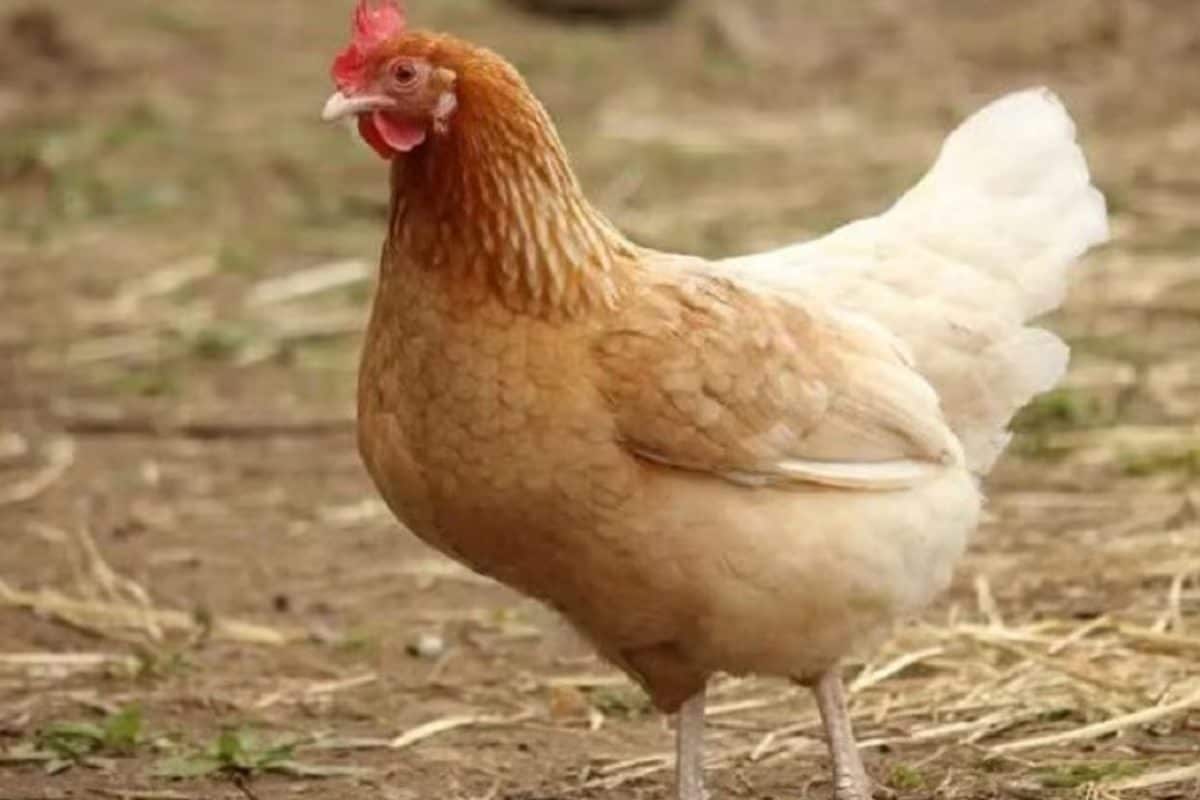 What Is Section 325 Of BNS? How A Hen’s Death Triggered Fear In Bihar’s Siwan