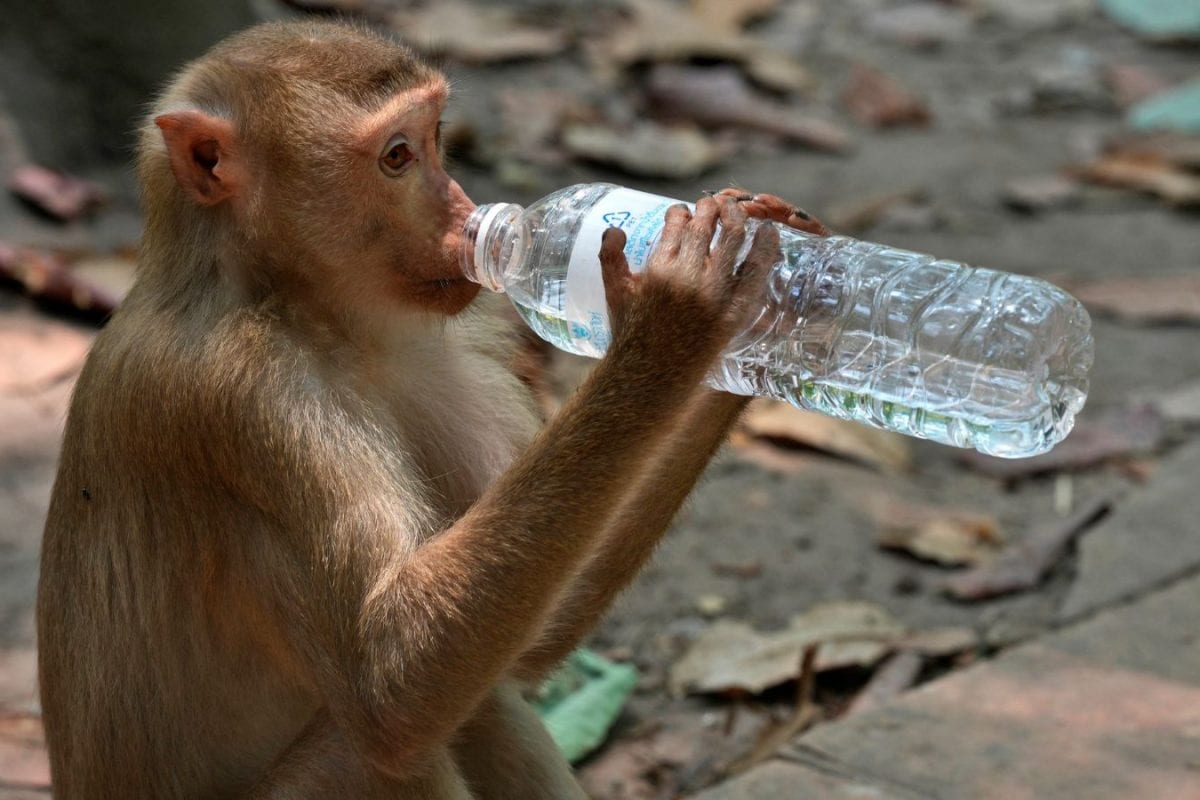 Kerala High Court Bans Single-Use Plastics At 10 Hilly Tourist Destinations