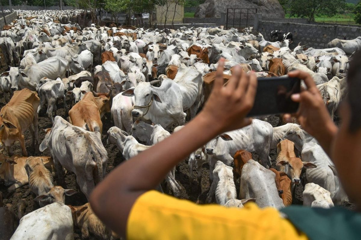Govt Cracks Down On Animal Antibiotics, Tightens Oversight On Drug Sales & Imports