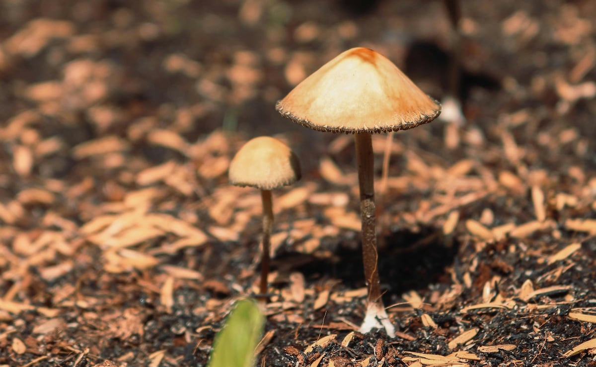 New Zealand Gives Nod To ‘Magic Mushrooms’ For Medicinal Purpose