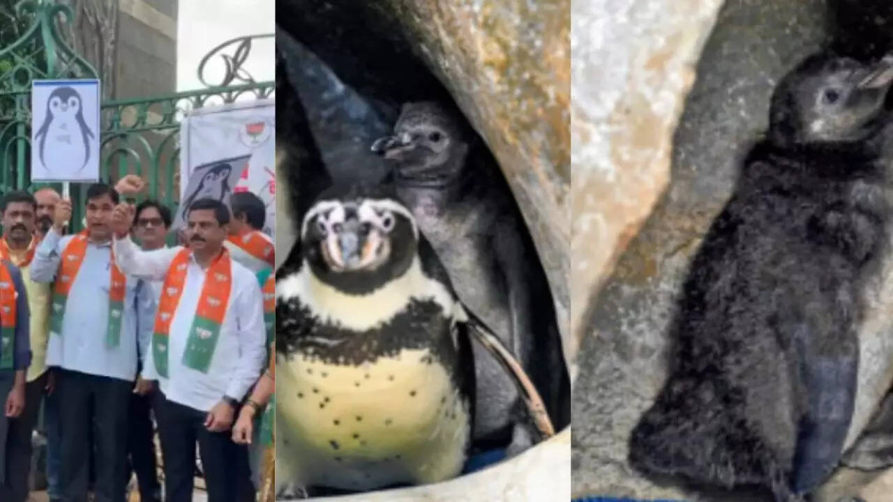 ‘Born in Maharashtra, must be named in Marathi’: Penguins now part of language row