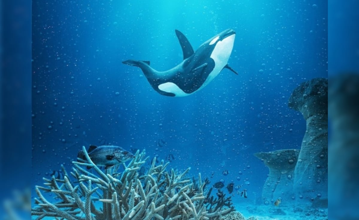 Drones Find Orcas Crafting Tools Out Of Kelp, Using Them For Grooming
