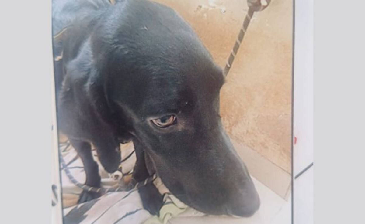 Woman Kills Pet Dog In ‘Tantric’ Ritual, Decomposed Body Found At Bengaluru Home