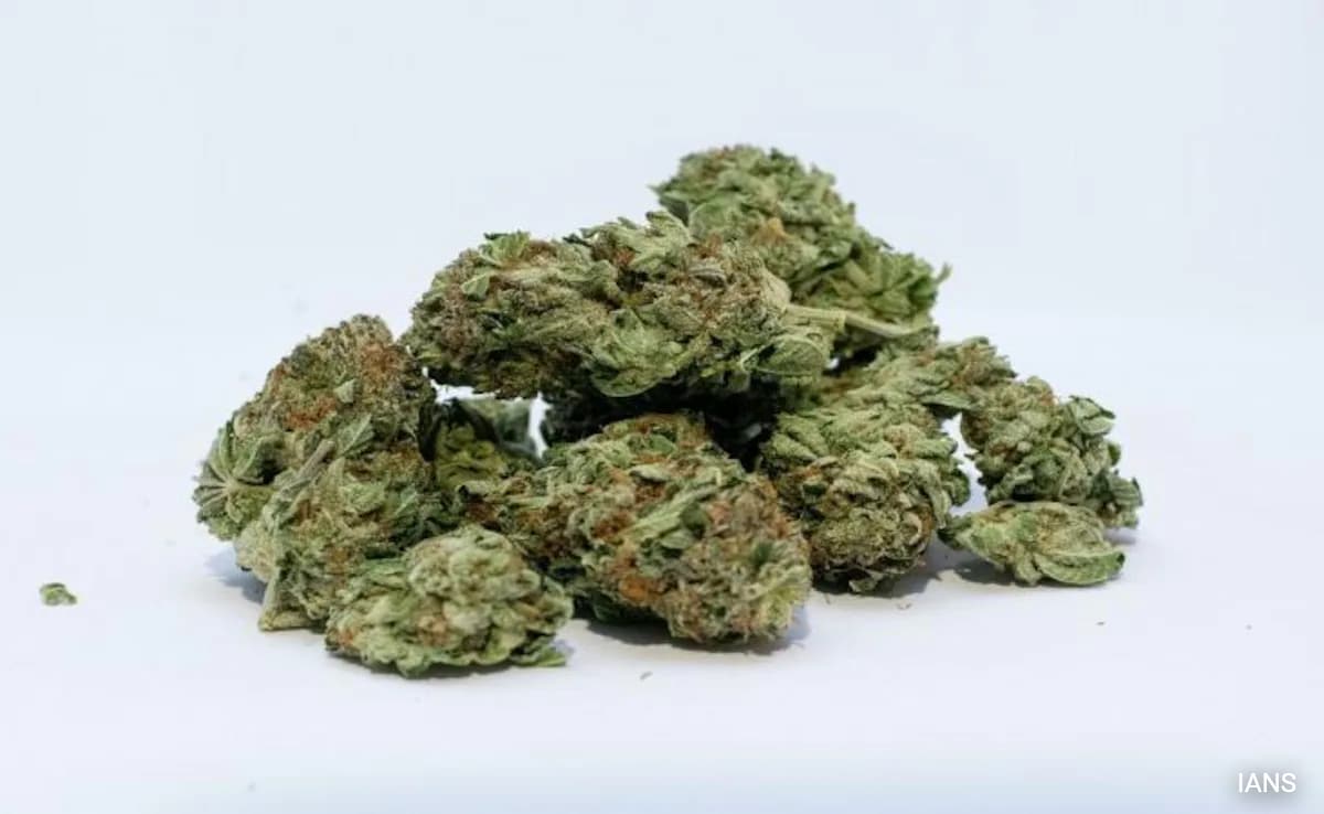 Hydroponic Cannabis Worth Rs 3.47 Crore Seized At Mumbai Airport, 2 Arrested