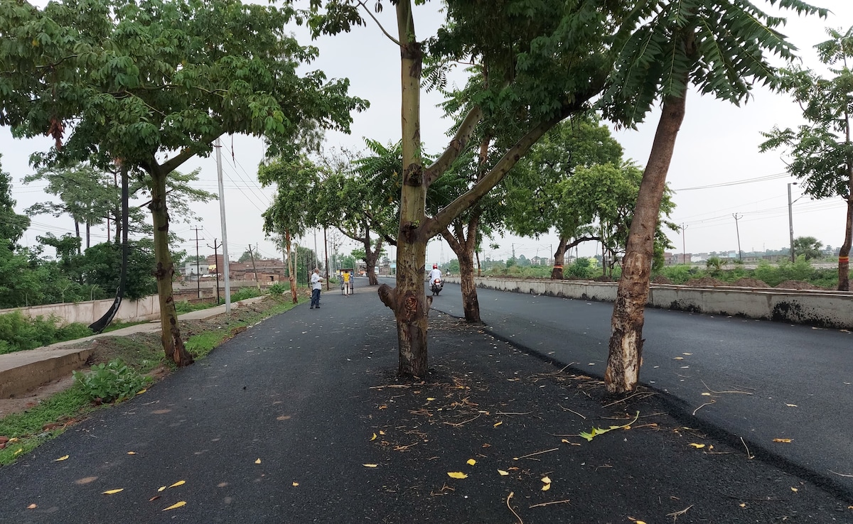 Rs 100 Crore Road Built In Bihar. Problem: Nobody Cut Trees In The Middle