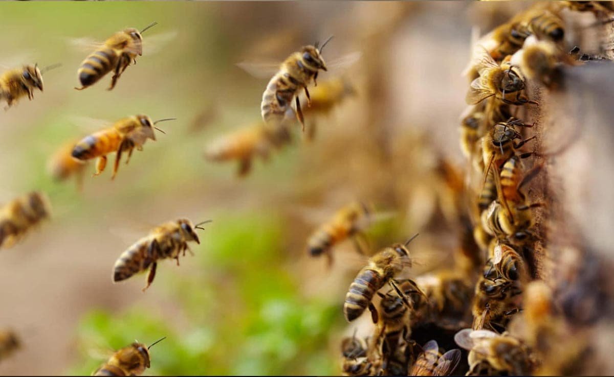 Can A Bee Sting Cause Heart Attack? What Doctor Said