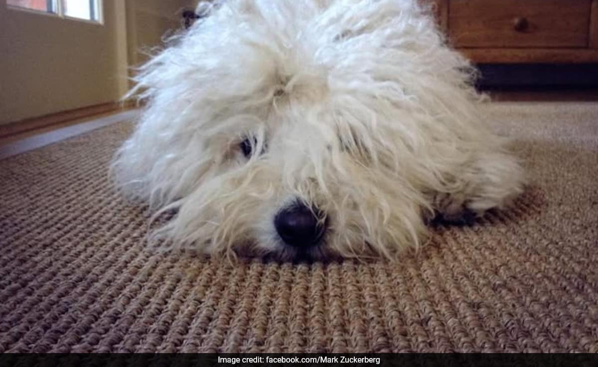 “Enjoy Heaven, Little Guy”: Mark Zuckerberg’s Pet Dog ‘Beast’ Dies