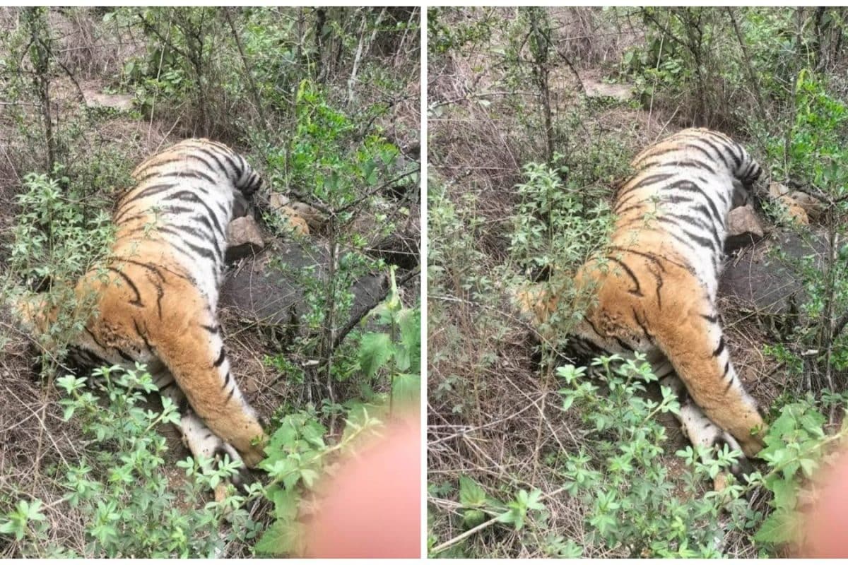 ‘Act Of Revenge’: 3 Arrested After Tigress, 4 Cubs Found Dead In Karnataka’s Wildlife Sanctuary