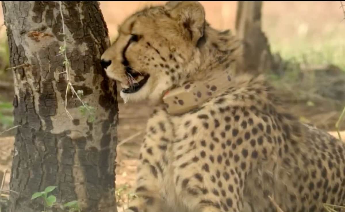 Female Cheetah Dies Of Injuries In Kuno National Park