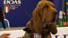 Italian ‘hero’ sniffer dog killed with nail-filled sausages