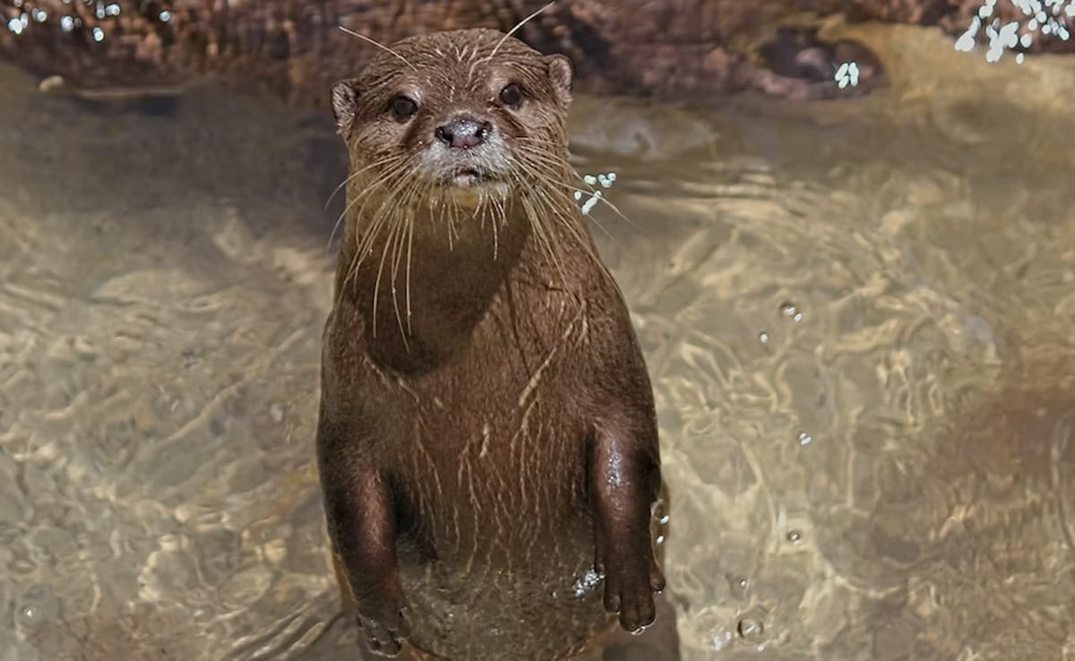 Otters To Return To Delhi Zoo After Two Decades