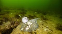 Australia’s toxic algae bloom is ‘natural disaster’ – premier