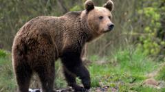 Bear kills motorcyclist in Romanian mountains