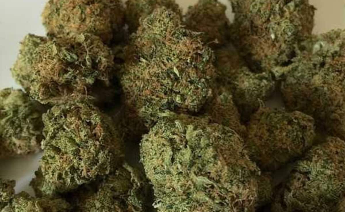 Ganja Worth Rs 40 Crore Seized At Hyderabad Airport, Woman Arrested