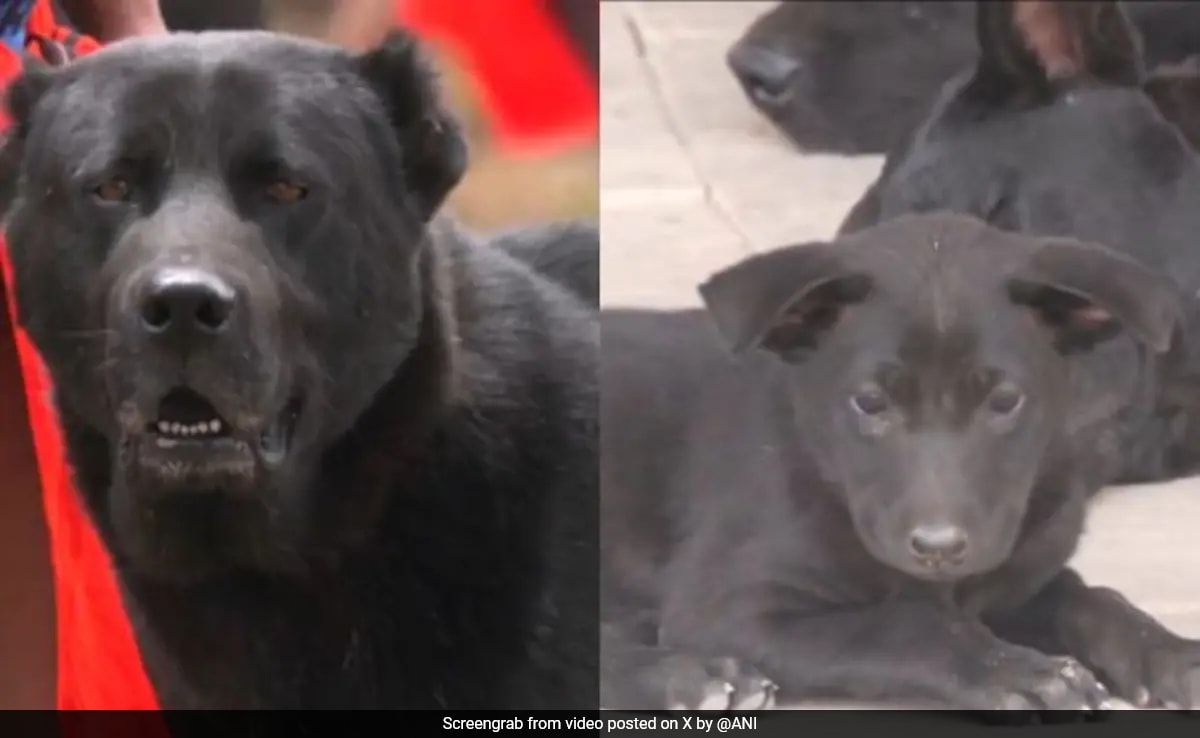 Manipur’s Haofa Dog Breed Now In Assam Rifles Unit