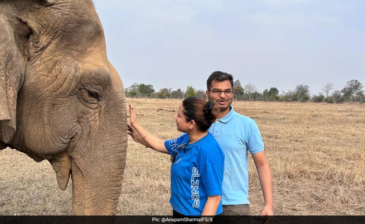 Asia’s Oldest Elephant Dies At Panna Tiger Reserve