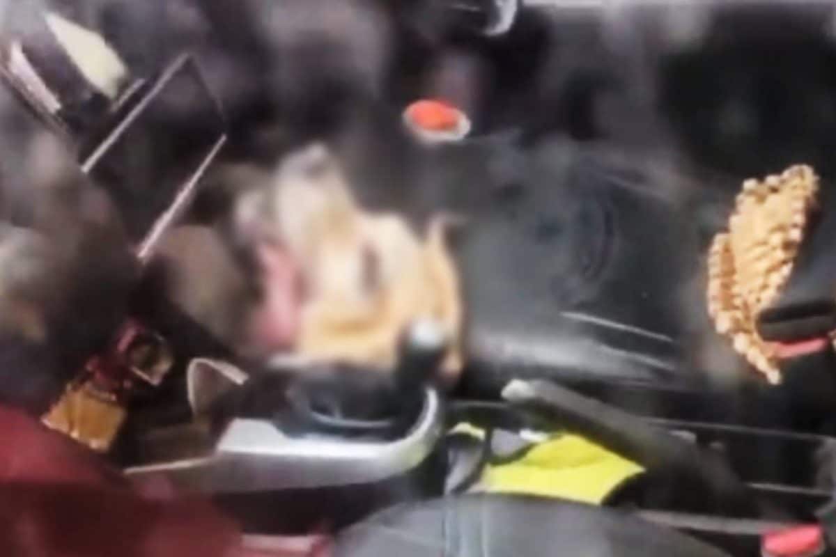 Locked In Car, Dog Dies Of Suffocation While Owners Visit Temple Amid Scorching Heat | Video