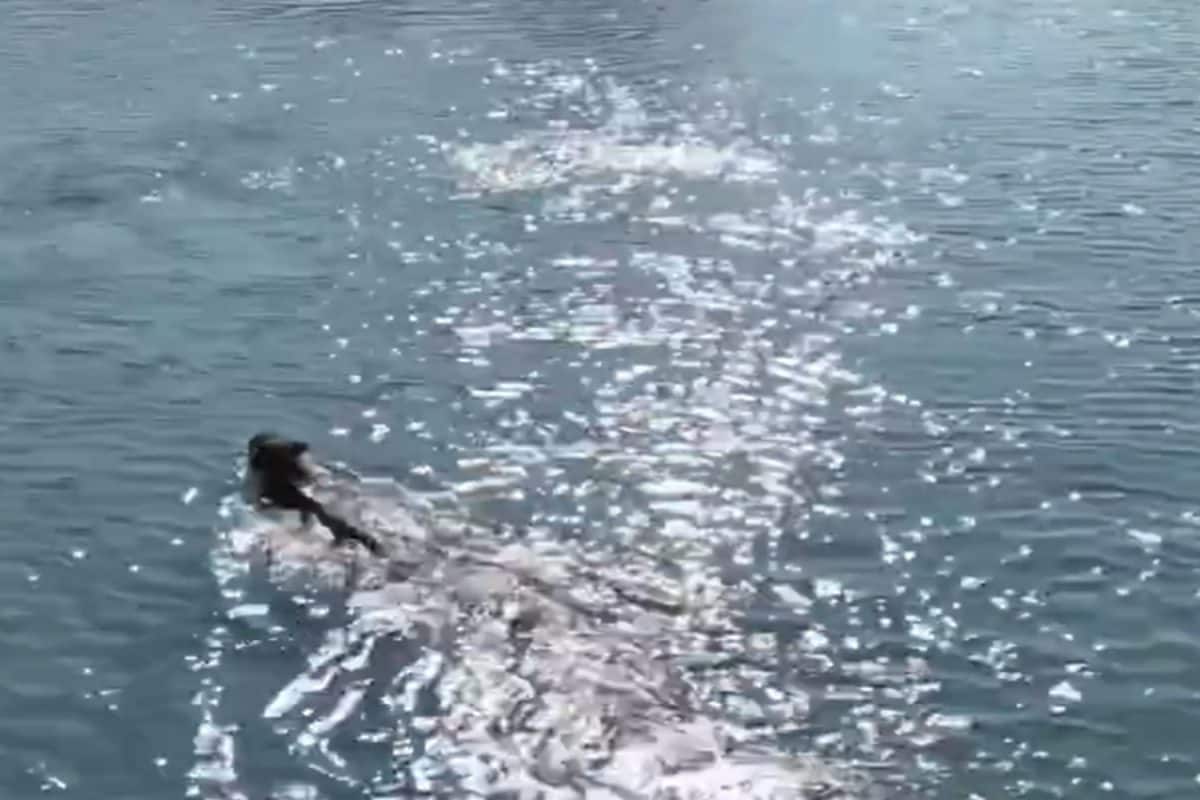 ‘Being Monitored And Guided’: Forest Officer Shares Drone Footage Of Leopard Swimming