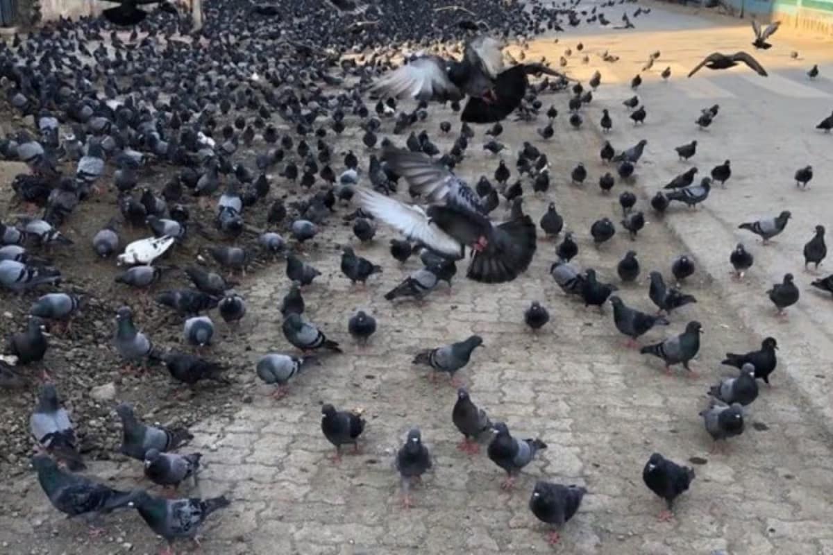 Feeding Pigeons In Mumbai Now Can Land You In Legal Trouble. Here’s Why