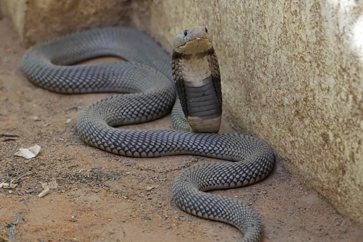 It Seemed Like Just A Hut—Until 60 Cobras With Raised Hoods Sparked Panic In MP Village