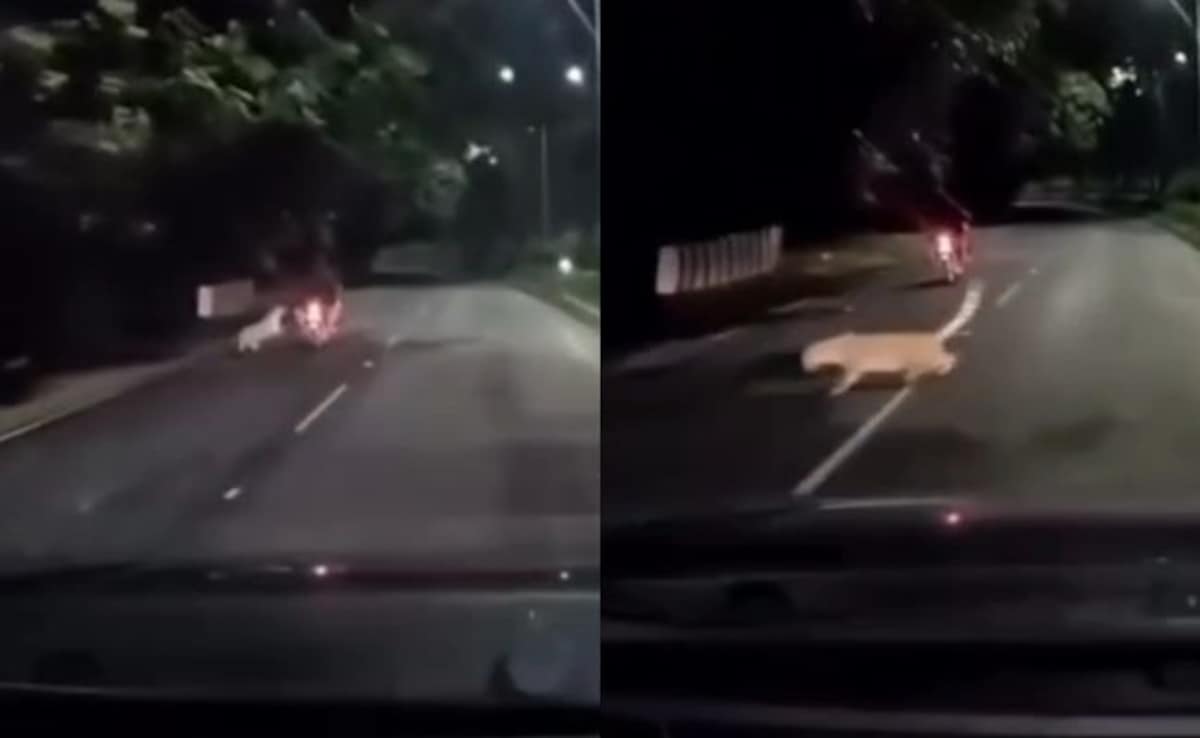 On Camera, Leopard Lunges At Moving Bike In Andhra, He Escapes Unhurt