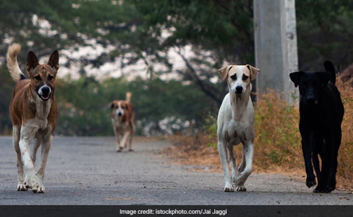 5,000 Street Dogs In Bengaluru Will Now Get Chicken And Rice Diet Every Day