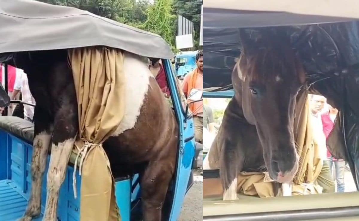 Video: Horses Fight In Madhya Pradesh, One Leaps Into Rickshaw And Gets Stuck