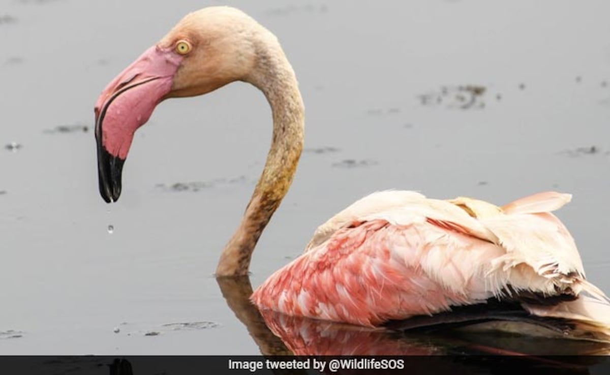 Delhi Bird Census: Over 160 Bird Species, 21 First Time Sightings Documented