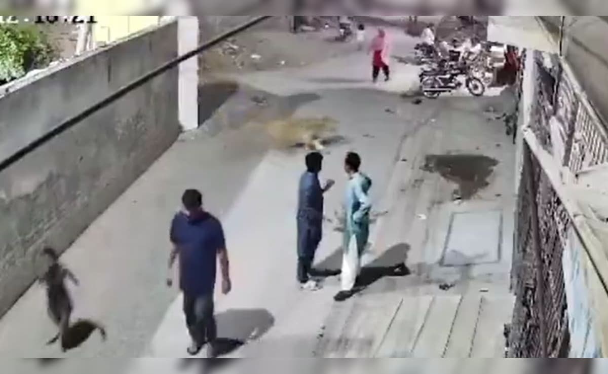 Escaped Pet Lion Attacks Woman And Children On Pakistan Street