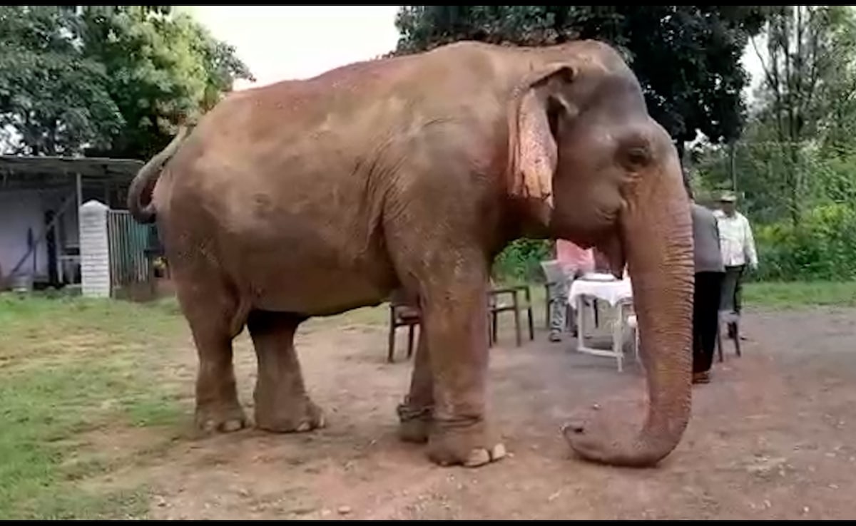 Farewell Elephant Vatsala: A Century Of Grace Ends In Panna Tiger Reserve