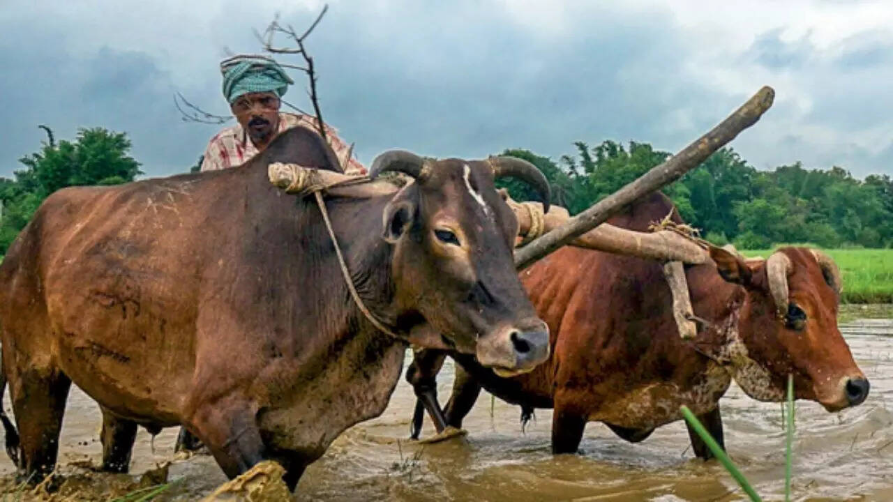 Agri income stagnates: Costs outpace gains for farmers; margins fall across crops