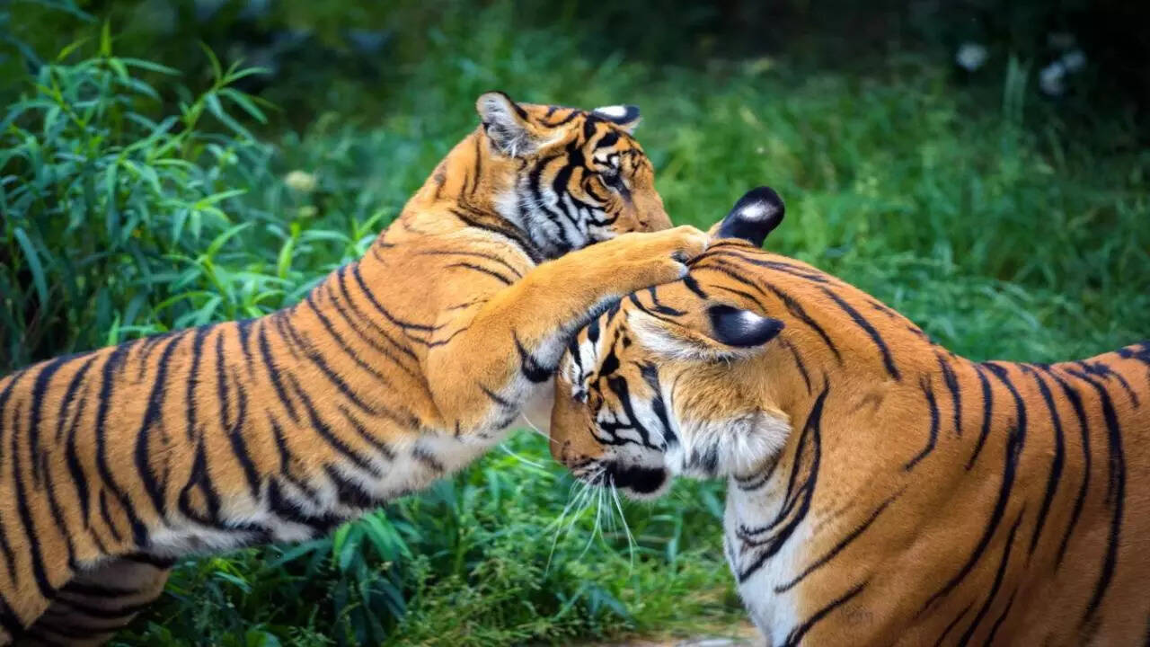 SC asks Karnataka, Centre to act on 5 tigers’ death