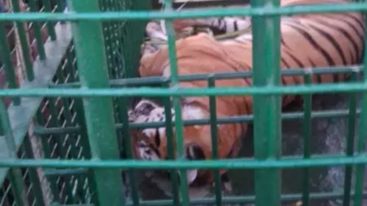 Tigress that killed 5 villagers in Pilibhit ‘gets life’ in Kanpur zoo