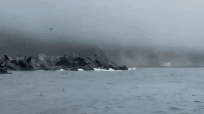 Tsunami disrupts marine life: Hundreds of sea lions flee powerful waves – Watch