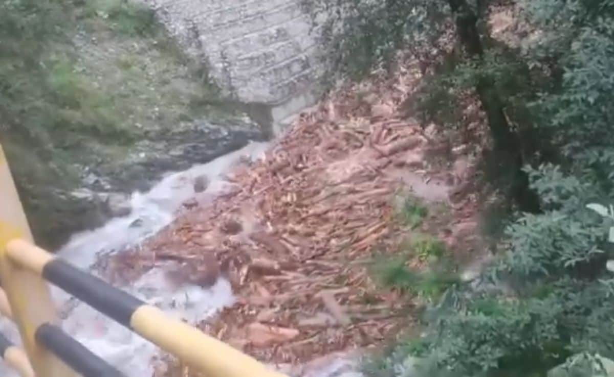 Video: In ‘Pushpa’-Esque Scene, Lakhs Of Logs Float Down Stream In Himachal Pradesh
