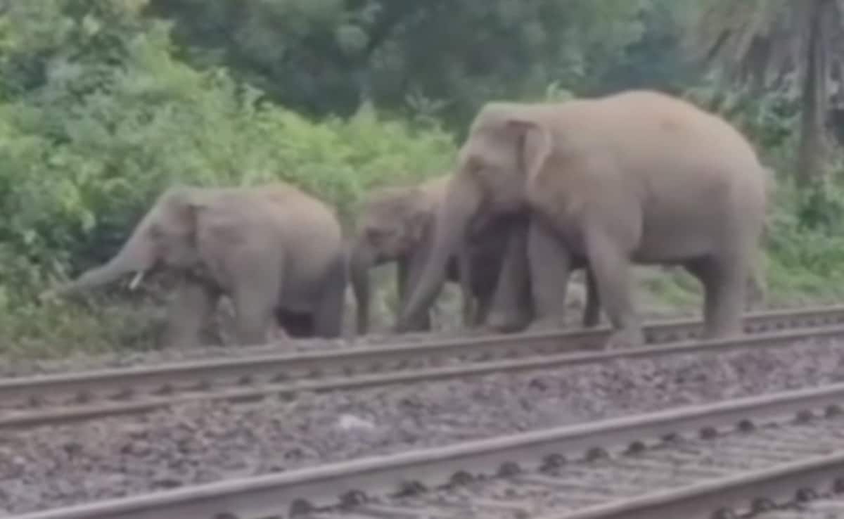 3 Elephants Die After Being Hit By Train While Crossing Railway Track In Bengal
