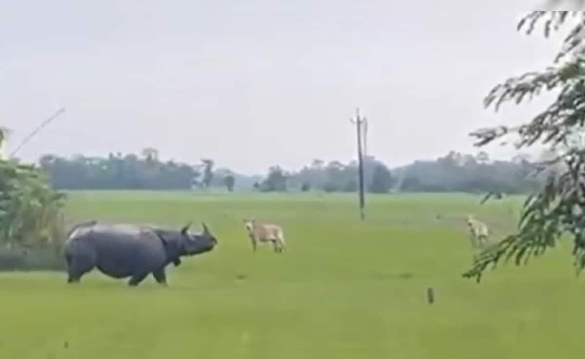 Watch: Rhino Goes On Rampage In Assam Village, Locals Flee In Panic