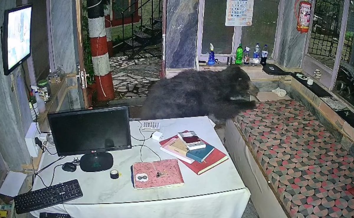 Watch: Bear Enters Mount Abu Hotel At Night. Then This Happened