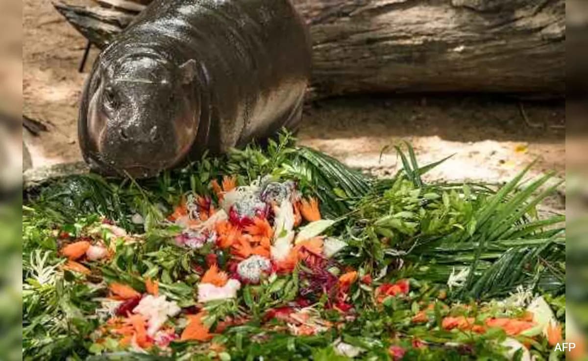 Hippo Birthday: Thai Zoo’s Celebrity Moo Deng Turns 1, Celebrates With Fans