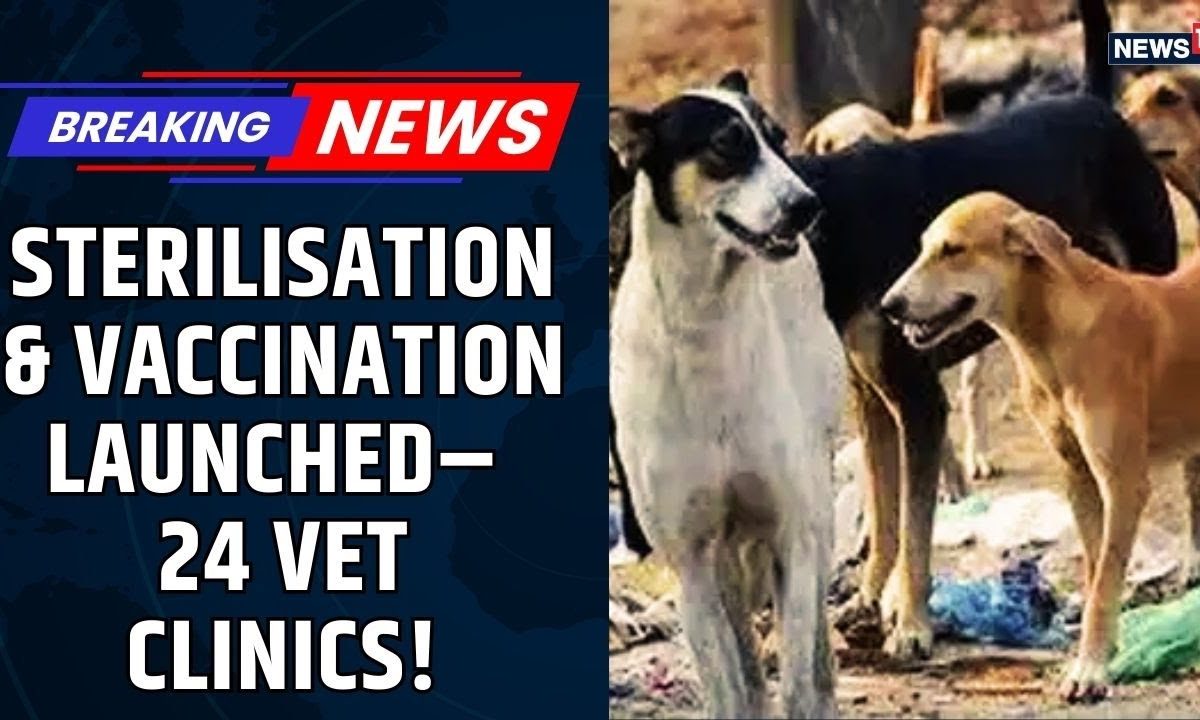 Delhi Govt Launches Mass Sterilisation, Vaccination Drive for Stray Dogs | Vet Clinics | Delhi News