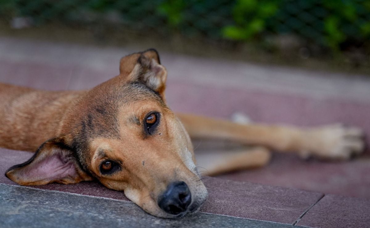 “Every Dog Has Her Day”: PETA India On Supreme Court’s Tweaked Stray Dogs Order