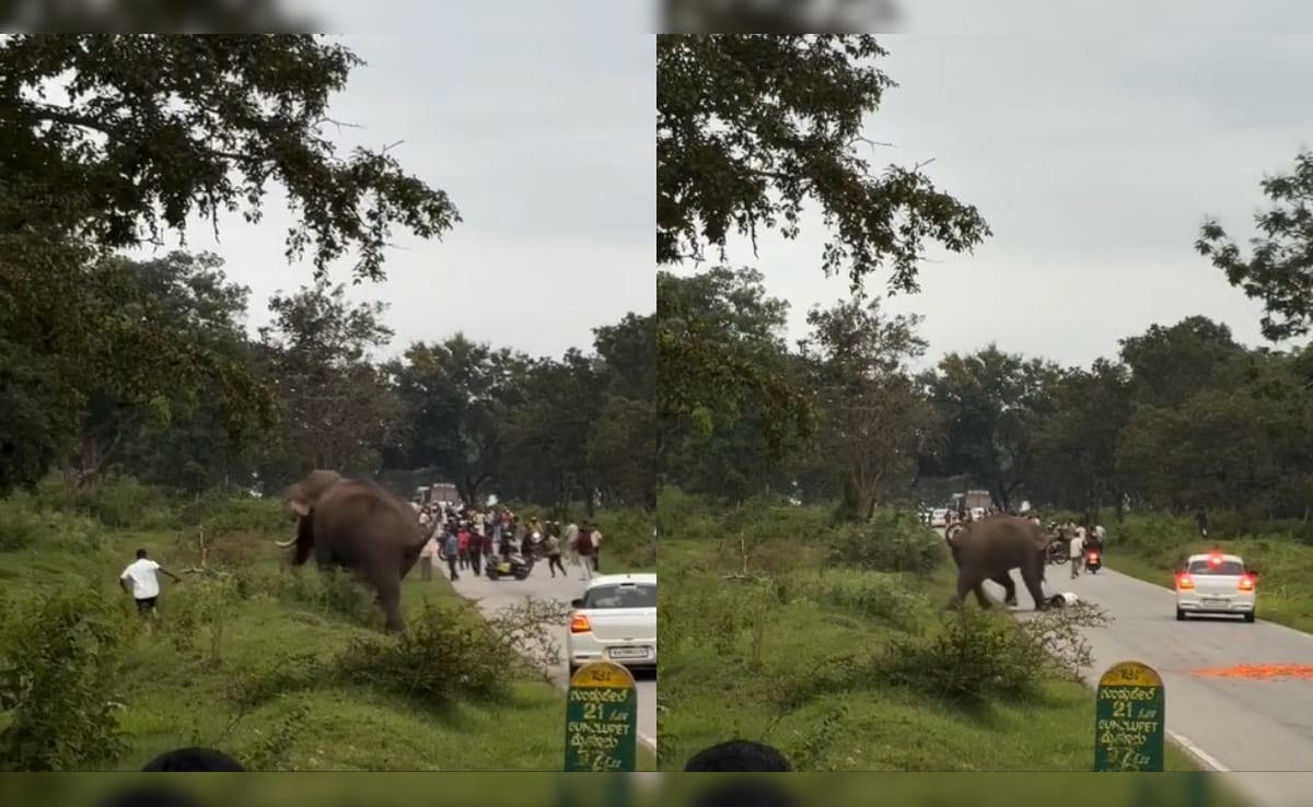 Video: Elephant Charges At Karnataka Man Trying To Take Photo