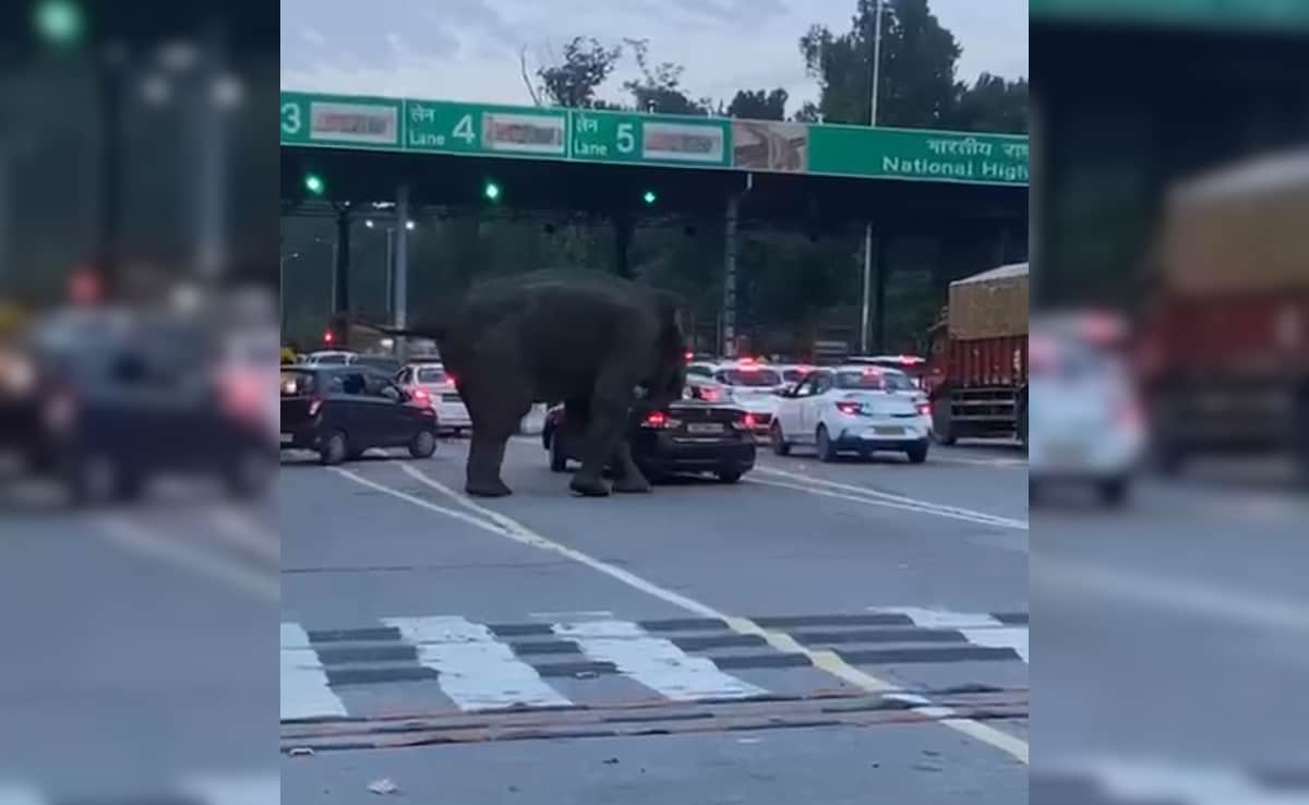 Video: Elephant Attacks Car Near Toll Plaza On Dehradun-Haridwar Highway
