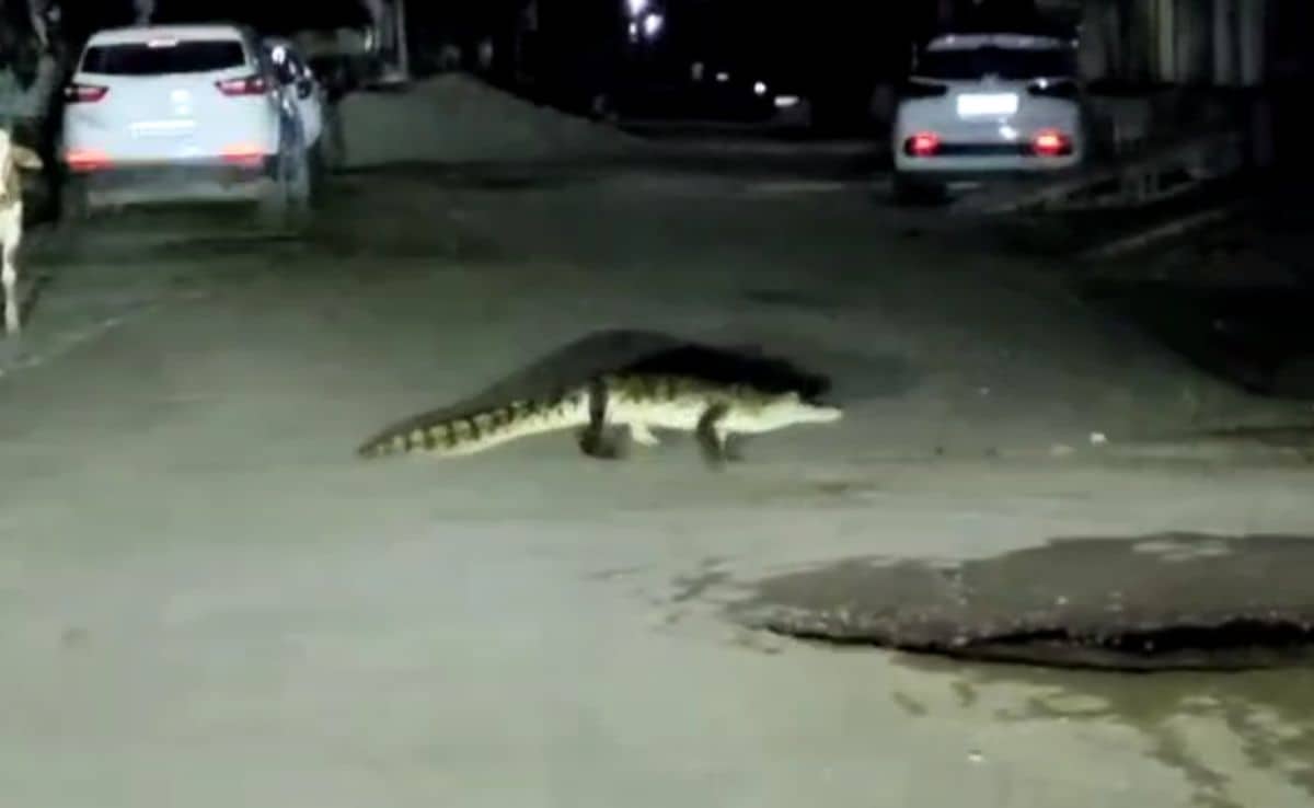 Video – Floods And Now Crocodiles: Kota Residents’ Rain Double Whammy